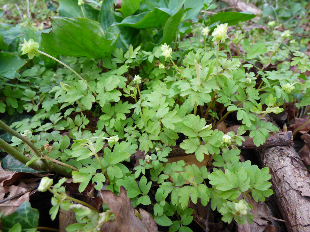 Adoxa moschatellina